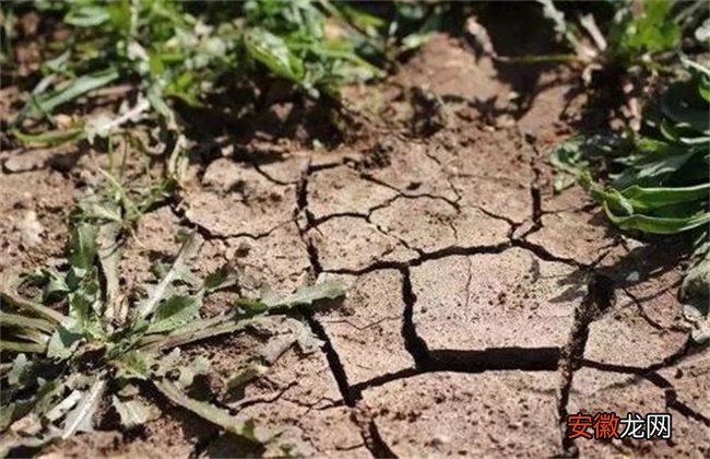 【土壤】大棚土壤盐碱化原因及防治措施
