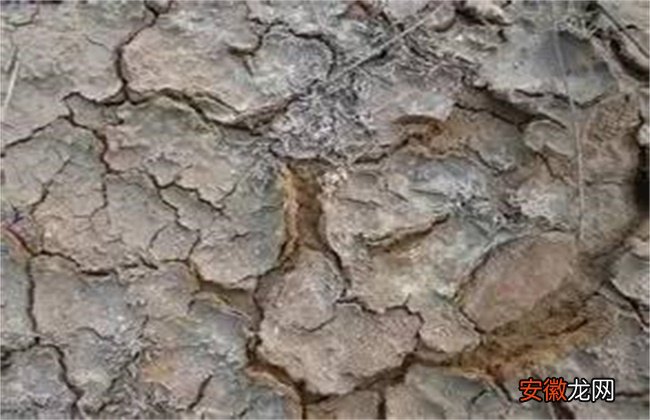 【土壤】大棚土壤盐碱化原因及防治措施