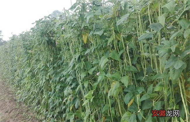 【高产】豇豆的高产施肥方法
