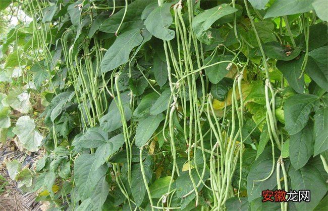 【高产】豇豆的高产施肥方法