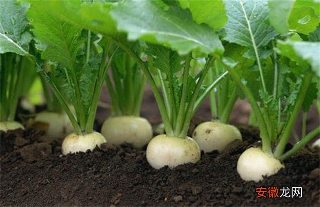 【种植】大头菜种植技术