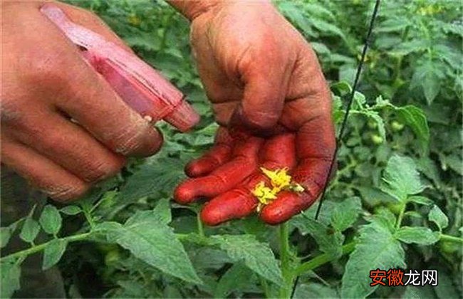 【番茄】夏季番茄保花保果方法