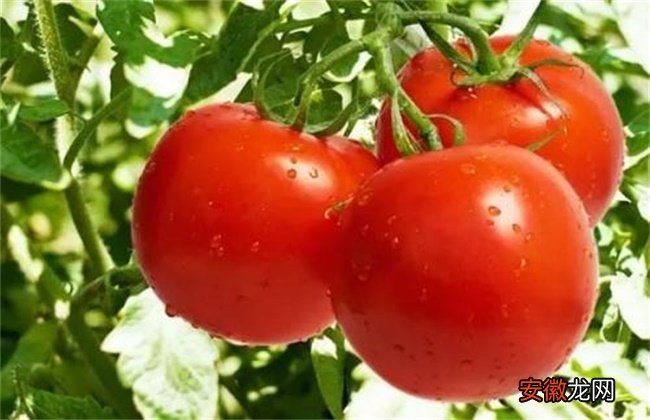【番茄】夏季番茄保花保果方法