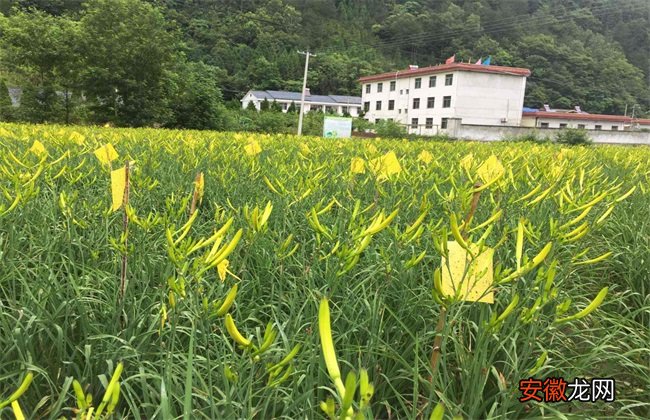 【花】黄花菜生长环境
