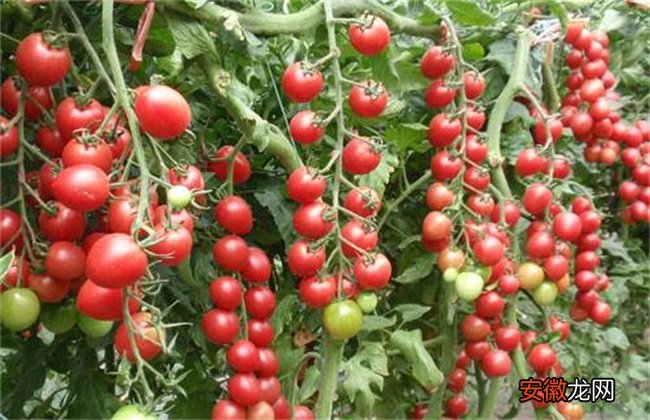 【番茄】大棚番茄施肥方法
