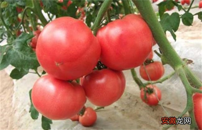 【栽培】西红柿栽培技术