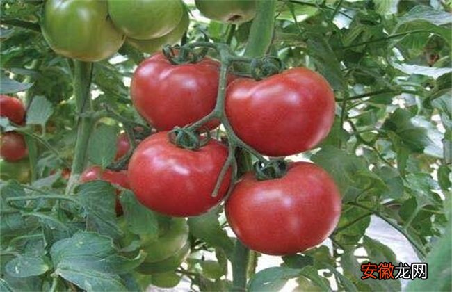 【栽培】西红柿栽培技术