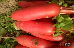 【萝卜】大棚红皮萝卜种植技术