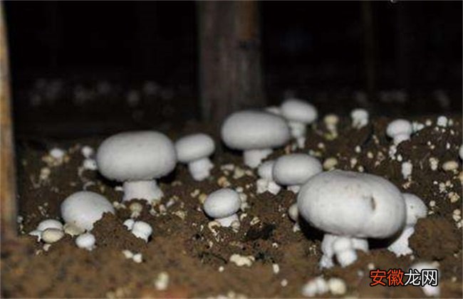 【生长】蘑菇对生长环境的要求