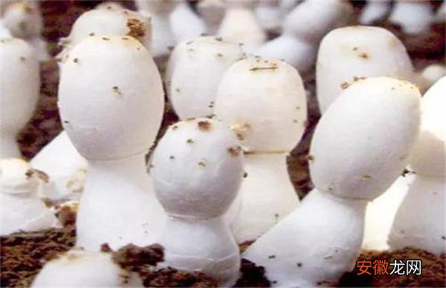 【生长】蘑菇对生长环境的要求