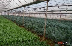 【蔬菜】大棚蔬菜种植技术管理
