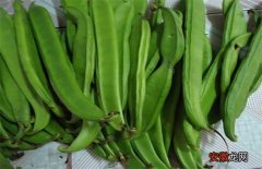 【种植】刀豆的高产种植技术