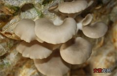 【原因】平菇菌棒生长缓慢原因及解决方法