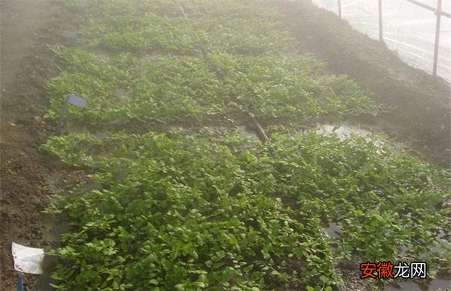 【夏季】大棚夏季水芹种植技术