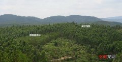 【植物】华南植物园亚热带人工林碳汇功能研究取得新进展