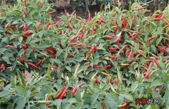 【高产】朝天椒怎么种植？朝天椒的高产栽培技术