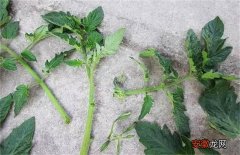 【种植】秋延后西红柿种植技术