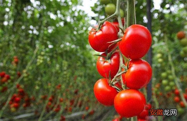 【番茄】大棚番茄怎么种？大棚番茄种植技术