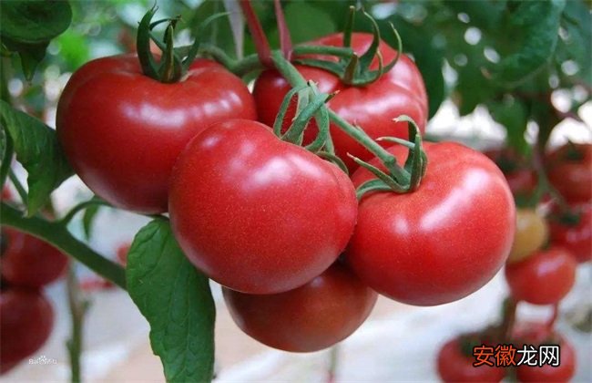 【番茄】大棚番茄怎么种？大棚番茄种植技术