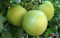【黄皮果】番茄黄皮果原因及预防措施