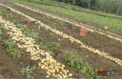 【种植】土豆种植产量不高该怎么办