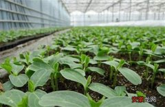 【蔬菜】冬季蔬菜育苗的注意事项