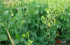 【高产】豌豆的高产种植要点