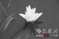 【睡莲】国家一级重点保护野生植物蓝睡莲仅存两株