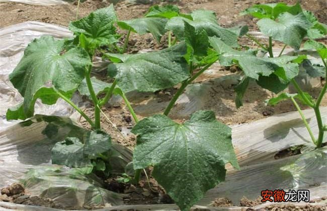 【原因】黄瓜出现高脚苗原因及防治方法