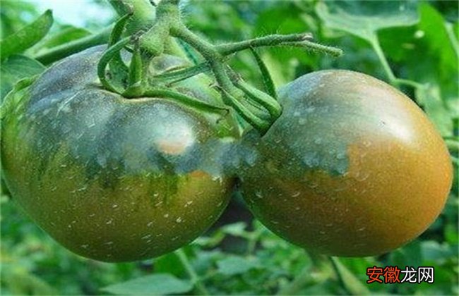 【原因】西红柿僵果的原因及防治措施