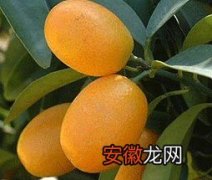 【花卉大全】金橘的保健食谱
