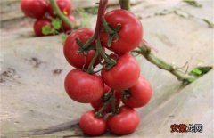 【常见】西红柿常见整枝方式