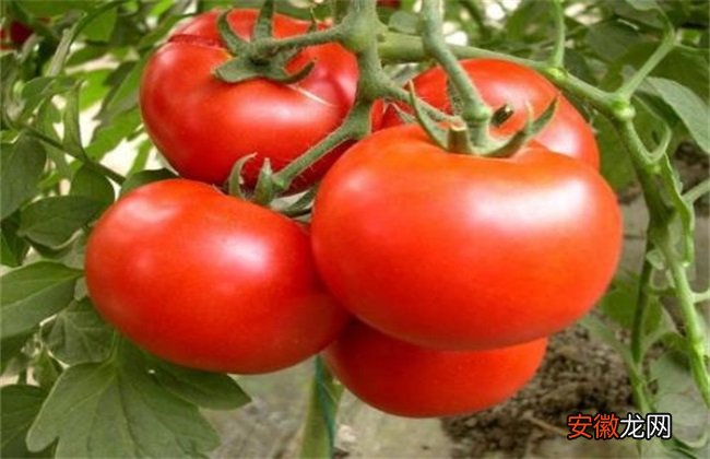【常见】西红柿常见整枝方式