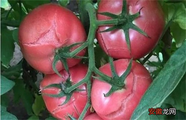 【原因】西红柿裂果是什么原因