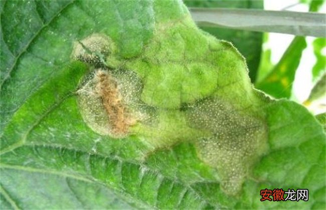 【种植】冬季种植蔬菜最易发生的四大病害