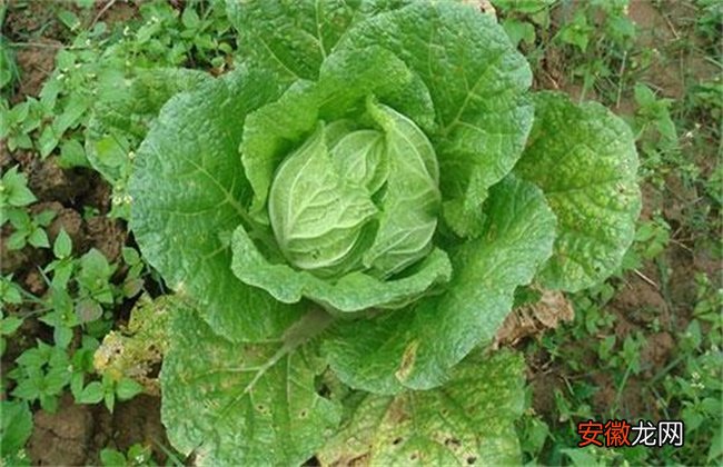 【种植】冬季种植蔬菜最易发生的四大病害