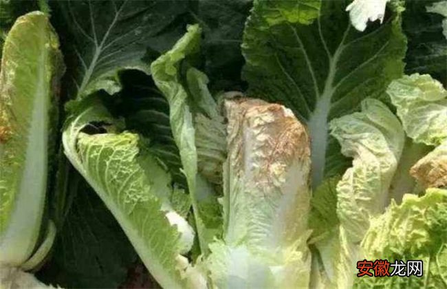 【蔬菜】蔬菜缺钙怎么办
