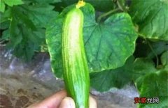 【原因】黄瓜皴皮的原因及防治方法