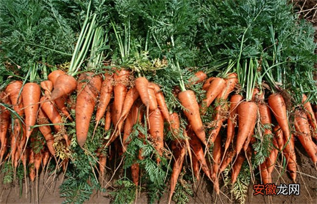 【胡萝卜】冬季胡萝卜的储存方法