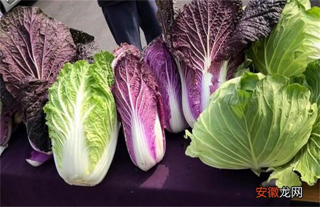 【种植】紫白菜怎么种植