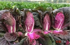 【种植】紫白菜怎么种植