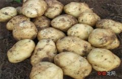 【品种】马铃薯品种退化的预防措施