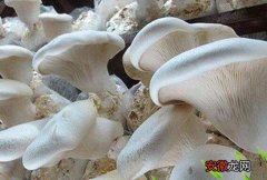 白灵菇如何吃 白灵菇的吃法