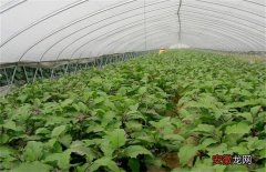 【大棚】冬季大棚茄子定植后管理技术