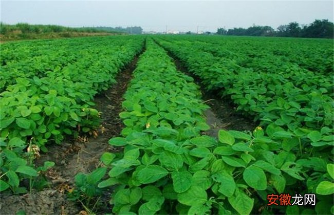 【栽培】毛豆的高产栽培技术