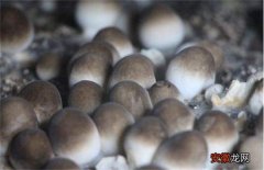 【栽培】草菇的栽培管理技术