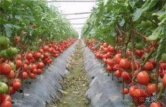 【豆角】番茄套种豆角种植技术