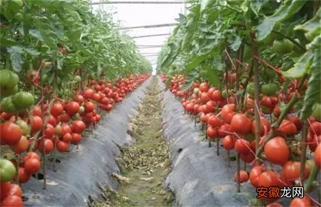 【豆角】番茄套种豆角种植技术