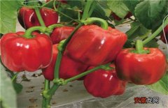 【种植】甜椒种植如何冲肥