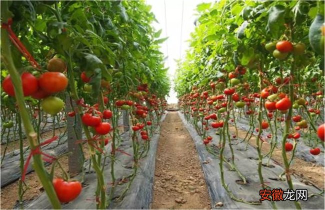 【施肥】番茄滴灌施肥技术